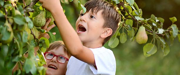 Två barn plockar päron från ett träd.