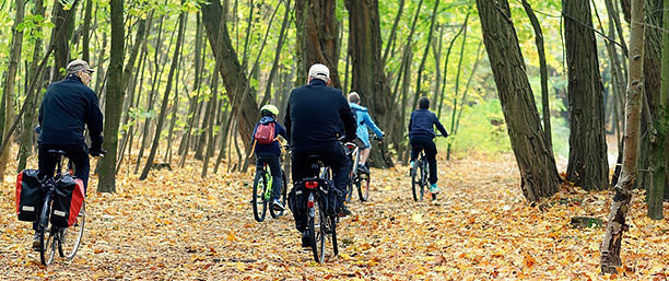 En grupp cyklister cyklar genom en skog, där många gula löv fallit ner och täcker marken.