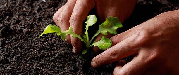 Närbild på händer som planterar en salladsplanta i fuktig jord.